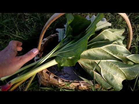 What is another name for burdock root?