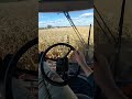 Fast Speed Combining 🌽 (CASE IH 2388 POWER)