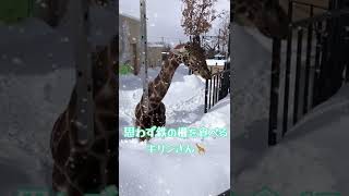 鉄の柵を間違って食べるキリンさん