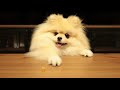 ポメラニアンが必死に手を伸ばす姿がカワイイ【モチ】 pomeranian is a cute dog.