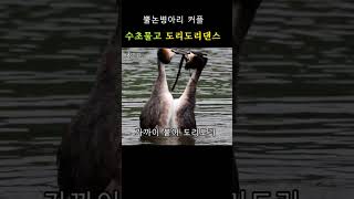 뿔논병아리들만의 독특한 커플댄스ㅣGreat Crested Grebe #shorts