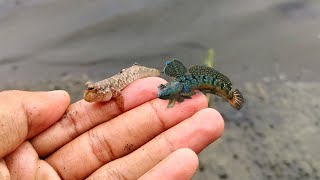 ternyata ikan ini hidup di darat dan takut tenggelam... Menyelamatkan ikan yg tenggelam