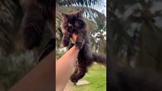 😱Pure persia cat | Persian cats for life | Cats for sale | Persian Cat