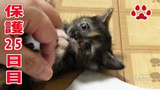 保護仔猫らな 25日目【瀬戸のらな日記】Today is the 25 day since my kitten Protection