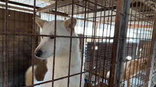 Rescuing Portobello from a dog meat farm in South Korea