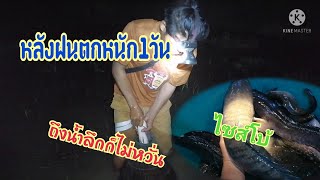 ออกหาจับปลาหลังฝนตก หมานสุดๆ #ไล่สุ่มปลาตามทุ่งนาน้ำท่วม โคตรมันส์ #Maxเซอร์