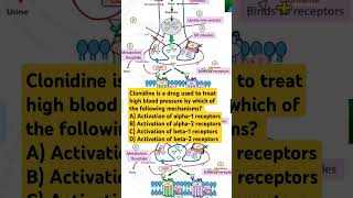 Clonidine is a drug used to treat high blood pressure by which of the following mechanisms?