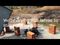 how to dry bsf larvae