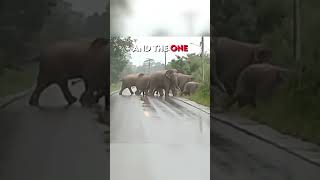 this elephant actually thanks him 😲