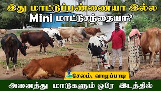 25 லிட்டர் பால் கறக்கும் மாடுகள் இங்கு கிடைக்கும் |  பண்ணையில் இருந்து நேரடி விற்பனை #cowsanthai