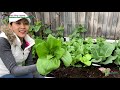 thu hoạch cải thìa và củ cải Đỏ lần Đầu vườn rau việt 🇨🇦294》 harvesting bok choy u0026 radish