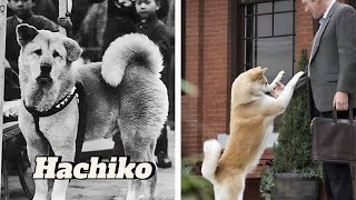 Hachiko: Legenda Câinelui care a Așteptat o Viață întreagă