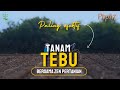 Tanam Tebu Paling Efektif Ptpn7 - Zen Pertanian