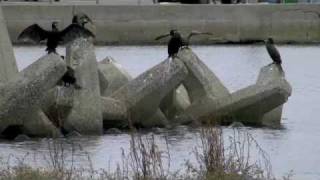 水景：鳥 The Birds_101029浜寺運河