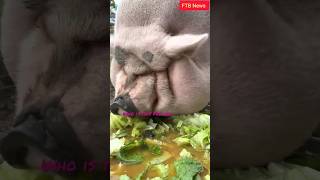 పందిలా మేస్తునాడు వీడు పేరు ఏంటి \\\\🤔🤔🤔🐖🐕🥾 #viral #pigfeet  #viralvideo #pigsound  #mukbang