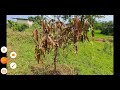 आंब्याच्या फांद्या वाळत आहेत वेळीच करा हा उपाय pink disease in mango