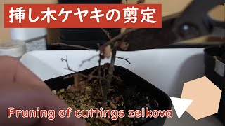 挿し木ケヤキの剪定2023.02.08（Pruning of cuttings zelkova）