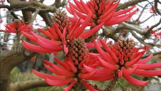 Colorful Tree Blossoms