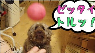 A dog who is absorbed in playing balls and never enters the kitchen