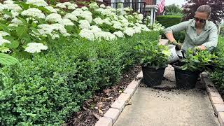 Planting a “Hydrangea Hug” aroud the Garden Library 😍 Cascading Hydrangeas in Pots🤩 Hydrnagea Hedges