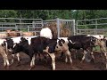 10 holstein steers