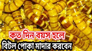 বিটল পোকার লারবা,কতদিন বয়স হলে মাদার করবেন।