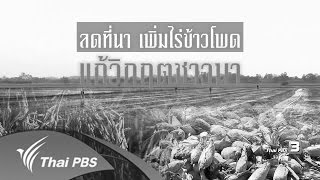 พลิกปมข่าว : ลดที่นา เพิ่มไร่ข้าวโพด แก้วิกฤตชาวนา (21 พ.ย. 59)