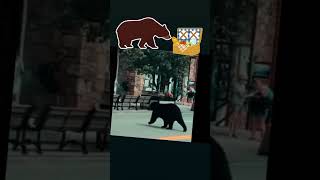 Bear Goes Shopping