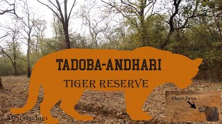 #Tiger Safari # Jungle Safari # Tadoba Andhari # Serene Lakes  # Nature #forest camp #  Wild Habitat