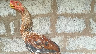 Top Quality Parrot Beak and Long Tail Rooster Tamilnadu Lineage 🔥🔥🔥