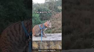 Cat aiming for a prey #cat #catvideos #kids #viralvideo