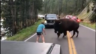 The Most GRUESOME Bison Attack Ever Recorded