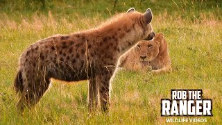 Lions And Hyenas Relax TOGETHER!!! | Lalashe Maasai Mara Safari
