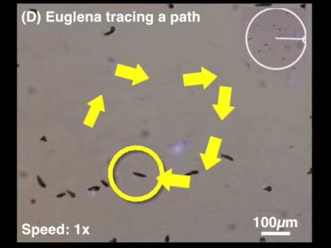 Euglena Cloudlab - Negative Phototaxis - YouTube