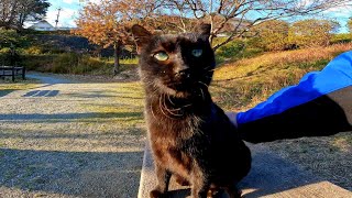 公園のベンチに黒猫がいたので撫でるとゴロゴロ言ってカワイイ