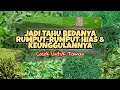 JENIS JENIS RUMPUT HIAS TERBAIK UNTUK TAMAN