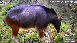 Mother With Grown up Young Serow #wildlife #himalaya