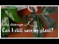 Can I Still Save My Cold Damage Plant? What To Do With Cold Damaged Indoor Plants