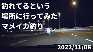 2022/11/08　釣れてるという場所に行ってみた　マメイカ釣り#134