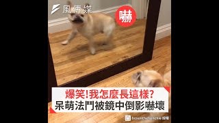 爆笑！我怎麼長這樣？ 呆萌法鬥被鏡中倒影嚇壞