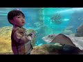 【1歳6か月旅行】子連れ旅に密着‼︎新江ノ島水族館 シーキャンドル