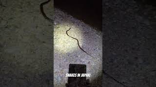 Snakes be crazy in Japan #snakes #herping #japan #okinawa #animalshorts #reptiles #colubrid #snake