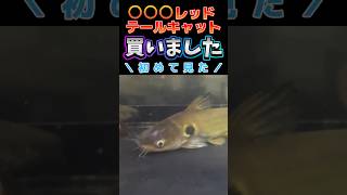 大きくならないナマズがいるの知ってる？ #aquarium #catfish #ナマズ#魚 #アニマルエスチャンネル