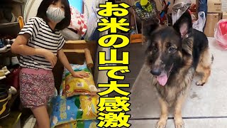 お米の山で大感激！シェパードマック・孫達と玄関整理【VLOG】