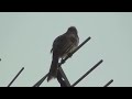 ヒヨドリの早朝の鳴き声　brown eared bulbul