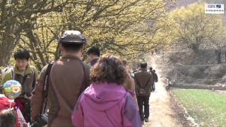 의성군, 의성산수유꽃축제 개막 첫날 인산인해