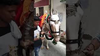 7th Moharram || Juloos-E-Mehndi Hazrat Qasim A.S || Noorbadi Baccho Wali Masjid Lucknow India