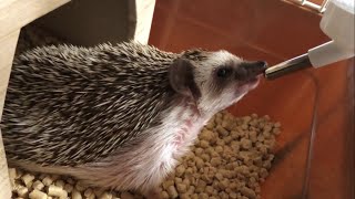 水を飲むハリネズミ🦔 hedgehog drinking water