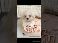 音ハメ ネコニャンニャンニャン🐱イヌワンワンワン🐶カエル🐸も🦆もガァガァガァver.ころんくん《すとぷりアレンジ》