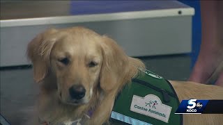 Meet Targa, Children's Hospital's therapy dog